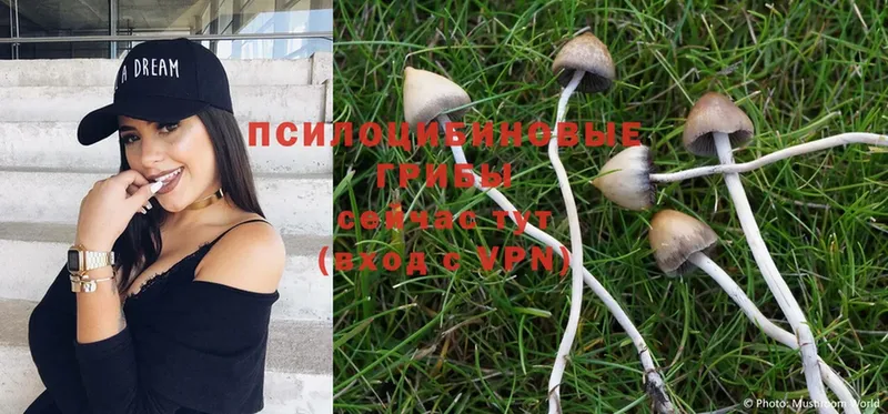 kraken   Кинель  Галлюциногенные грибы Psilocybine cubensis 